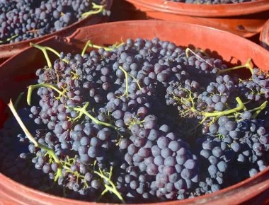 Ελληνική υπερτροφή που χρησιμοποιείται σαν φάρμακο!